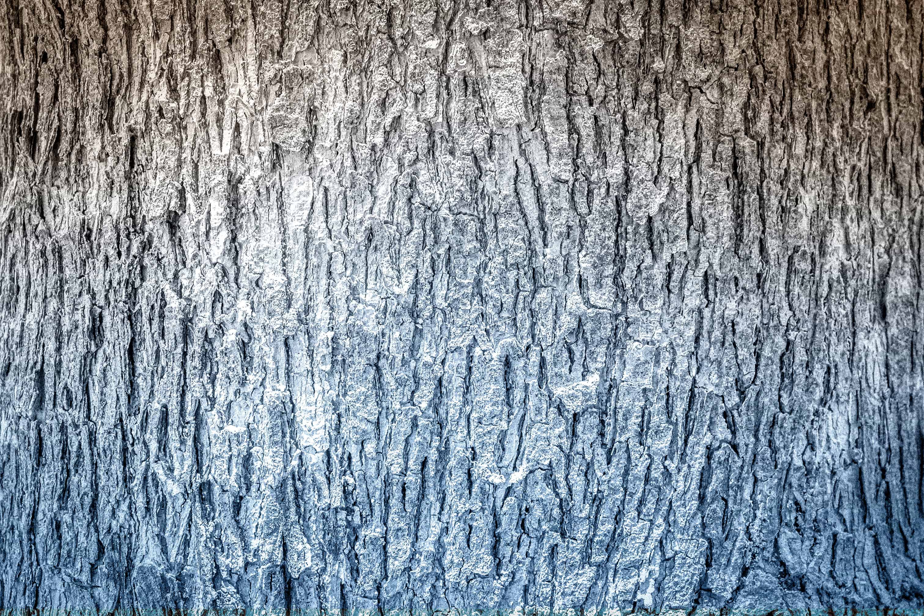 Makech background